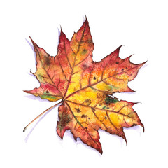 Naklejka na ściany i meble Autumn leaf of maple. Watercolor on white background. Element for design.