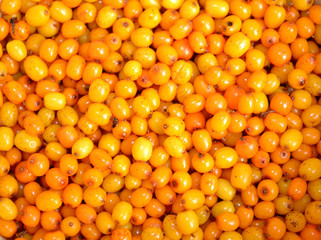 Background from ripe berries of a sea-buckthorn