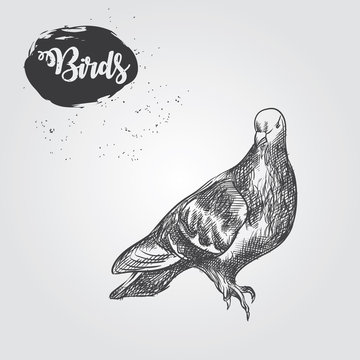 Hand drawn dove sketch isolated on white background. Birds sketch elements vector illustration.