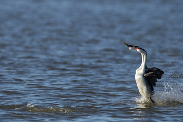 Clark's grebe (Aechmophorus clarkii) Lake County, California, USA