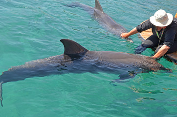 A girl in a hat stroking the dolphins that float in the sea. Conservation and protection of animals...