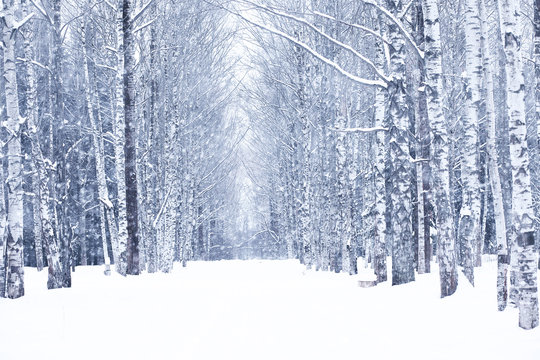 Winter snowy day in a beautiful forest