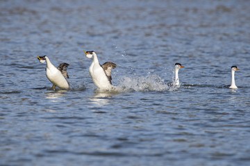 Western grebe (Aechmophorus occidentalis) Lake County, California, USA