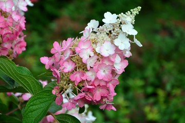 Hydrangea paniculate with white and pink flowers in the garden close-up.