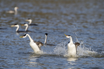Western grebe (Aechmophorus occidentalis) Lake County, California, USA