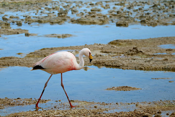 Fototapeta premium James's Flamingo spaceruje po płytkiej wodzie Laguna Hedionda, The Saline Lake w Andean Altiplano, Potosi, Boliwia
