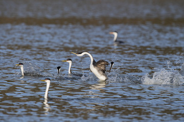 Western grebe (Aechmophorus occidentalis) Lake County, California, USA