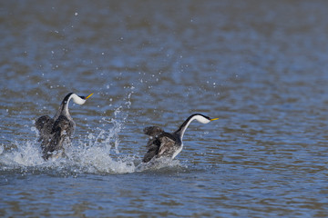 Western grebe (Aechmophorus occidentalis) Lake County, California, USA