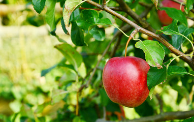 Red apple on tree in the garden.