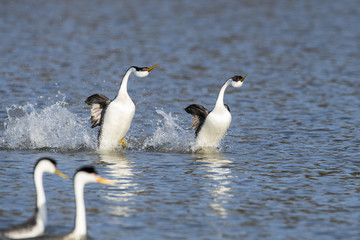 Western grebe (Aechmophorus occidentalis) Lake County, California, USA