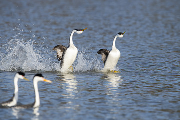 Western grebe (Aechmophorus occidentalis) Lake County, California, USA