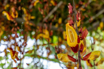 Orchidaceae hanging in the air