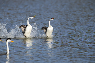 Western grebe (Aechmophorus occidentalis) Lake County, California, USA