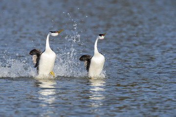 Western grebe (Aechmophorus occidentalis) Lake County, California, USA
