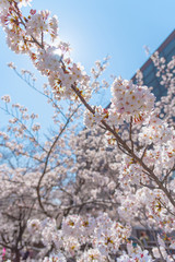 Cherry blossom season in Tokyo at Meguro river, Japan