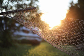 Landscape is summer. Green trees and grass in a countryside land