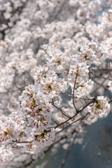 Cherry blossom season in Tokyo at Meguro river, Japan