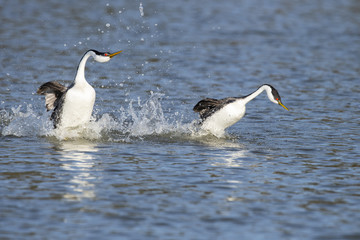 Western grebe (Aechmophorus occidentalis) Lake County, California, USA