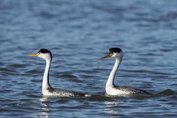 Clark's grebe (Aechmophorus clarkii) Lake County, California, USA