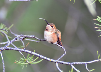 Broad-tailed Hummingbird