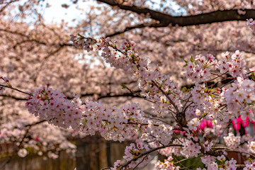 Cherry blossom season in Tokyo at Meguro river, Japan
