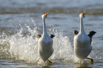 Clark's grebe (Aechmophorus clarkii) Lake County, California, USA