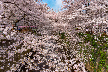 Cherry blossom season in Tokyo at Meguro river, Japan