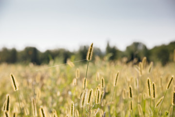 Herbal background in the sun