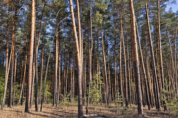  In the foreground there are trunks of tall pines