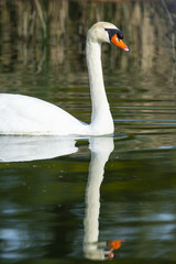 mute swan (Cygnus olor) nesting in a northern California lake