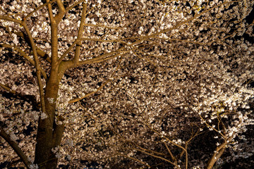 Cherry blossom season in Tokyo at Meguro river, Japan