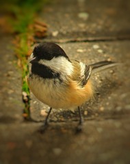 Obraz premium great tit on feeder