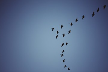 flock of birds flying in the sky
