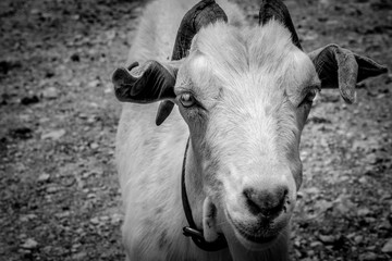 The Girgentana is a breed of domestic goat indigenous to the province of Agrigento, in the southern part of the Mediterranean island of Sicily.