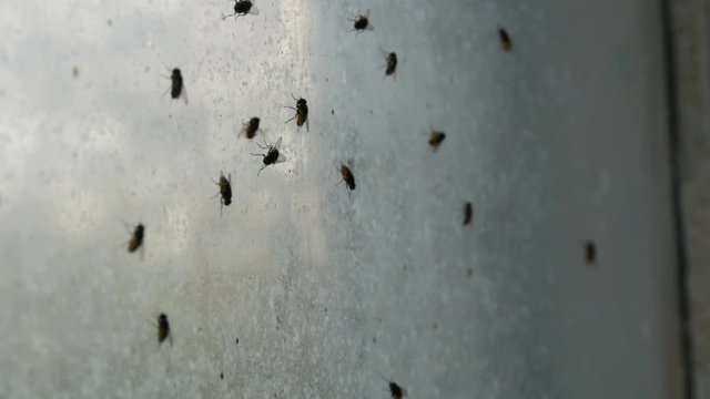 Gloomy congestion of huge number of housefly or Musca domestica that fly on an old dirty vintage abandoned window. Many house fly swarming in a house