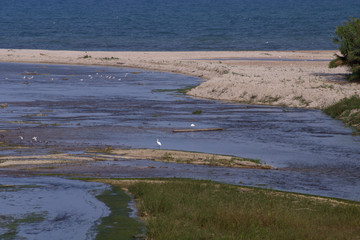 sea and river,coast,nature,birds,heron,beach,summer,seaside