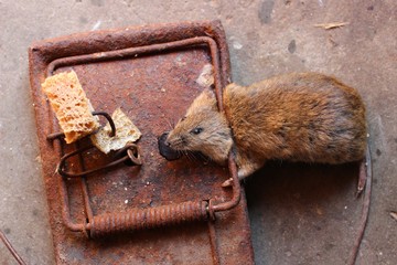 Mouse in the old mousetrap
