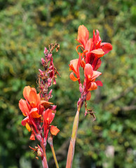 Summer color background. Red flowers on the green grass background.