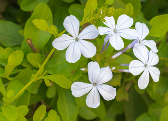 Summer color background. White flowers on the green grass background.