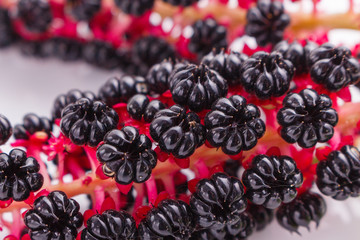 Phytolacca americana on a white acrylic background