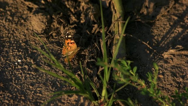 Butterfly on the ground. Orange butterfly motion, top view.