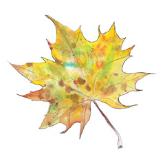Autumn leaf of maple. Watercolor on white background. Isolated elemet for design.