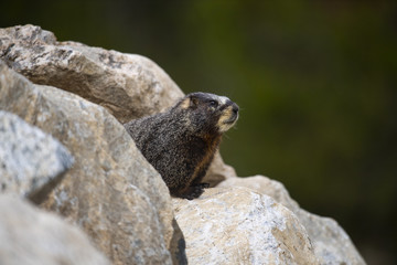 Naklejka na ściany i meble Yellow-bellied Marmot