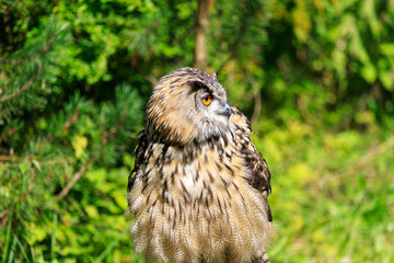 Hunting owl