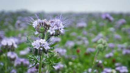 flower (c) Alexander Reichel