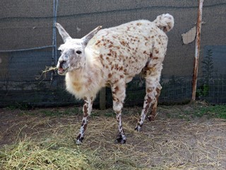 Fototapeta premium Lama at the zoo eating hay