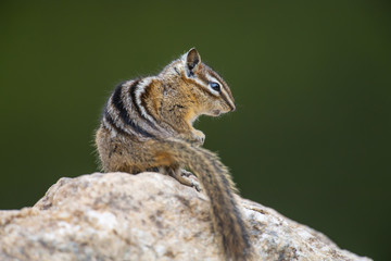 least chipmunk (Tamias minimus)