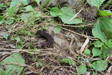 Naklejka na ściany i meble Photo black caterpillar crawling on brown ground among the rocks and grass in the summer.