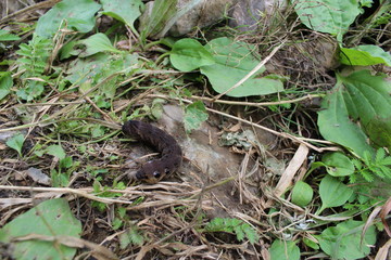 Photo black caterpillar crawling on brown ground among the rocks and grass in the summer.