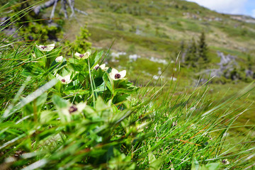 Mountain landscape with flowers.